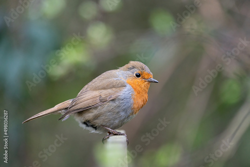 Robin on a fence