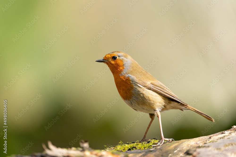 Robin on a fallen tree