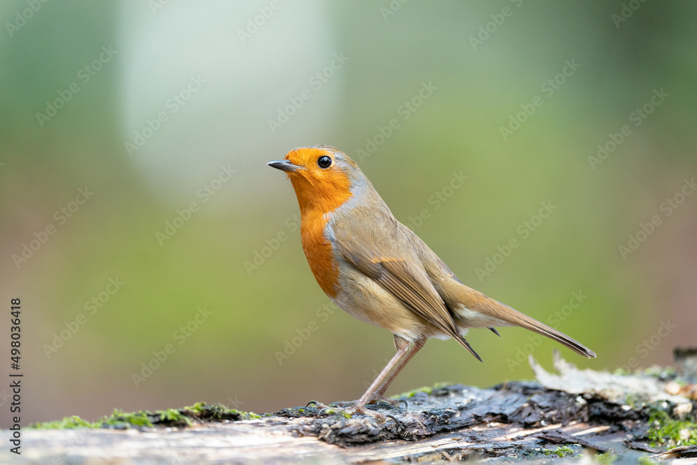 Robin on a fallen tree