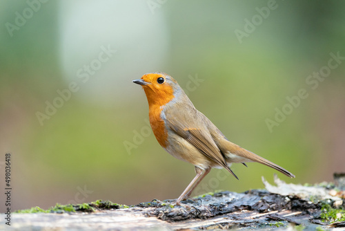 Robin on a fallen tree © Artur