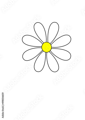 daisy flower