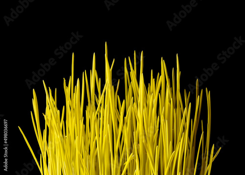 Corn sprouts grown in darkness (yellow color is due to chlorophyll deficiency)
