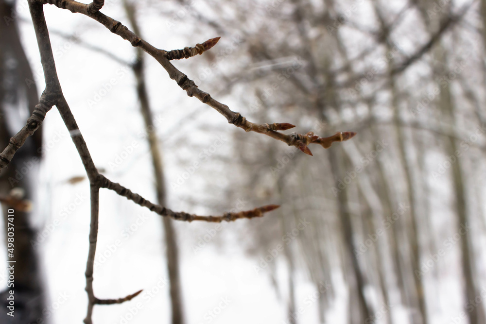 Twig with buds with blurred background Twig with buds with blurred background