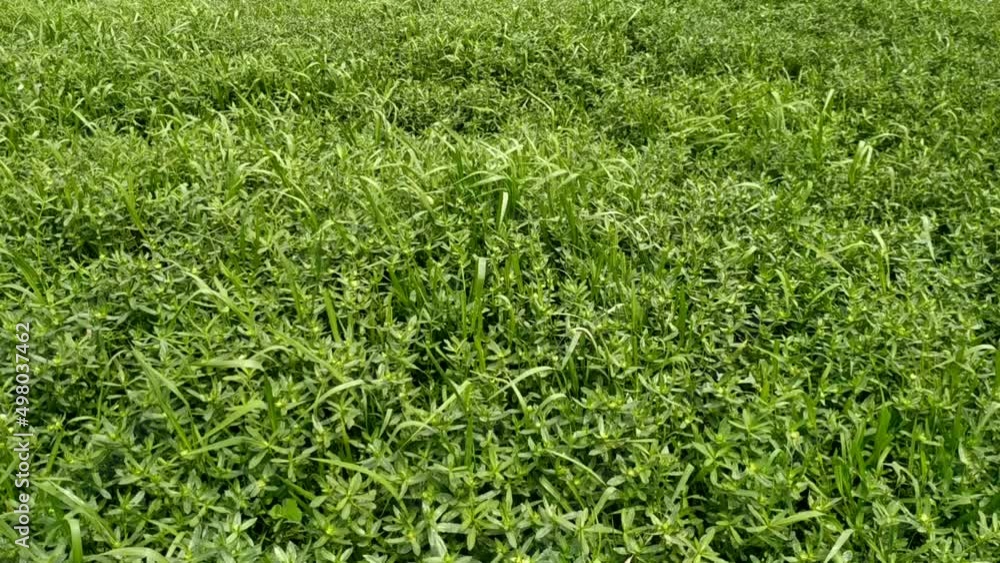 Green grass natural closeup background beautiful. Some white flower slider shot Green grass natural closeup background beautiful. Some white flower slider shot