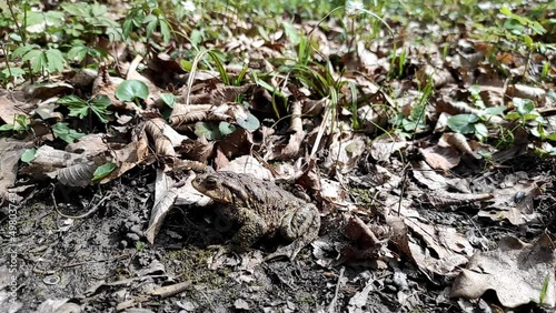 An amphibian toad sits in the forest in dry leaves and green grass. photo