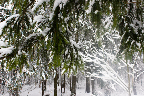 Tree branches covered with snow in winter forest