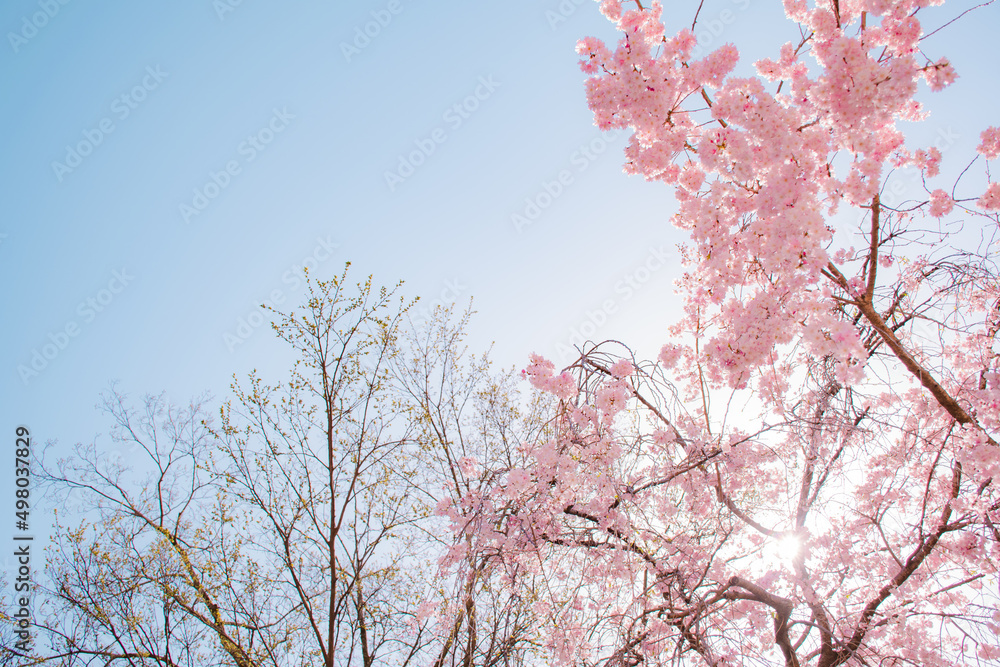 桜の咲き始め 桜の咲き始め