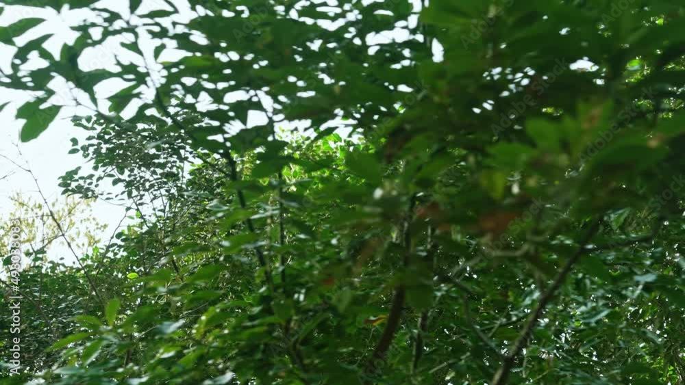緑の森林 緑の森林