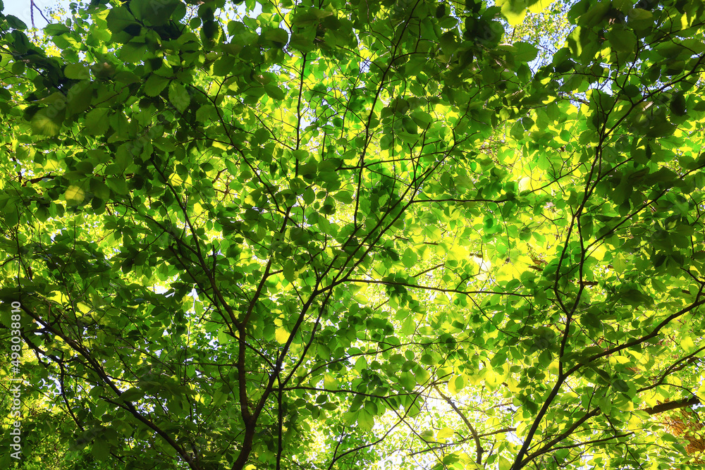 green leaves tree branches background summer abstract season summer nature young forest green leaves tree branches background summer abstract season summer nature young forest