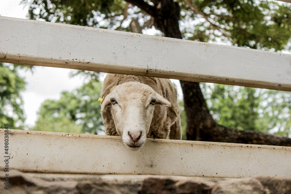 Photos sheep head through the fence outward. Photos sheep head through the fence outward.