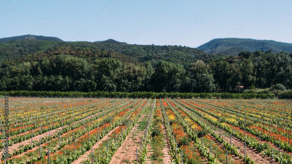 Gemüse Anbau in Südfrankreich in Linien Form und Bergen im Hintergrund