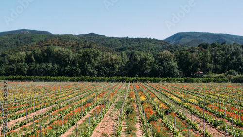 Gemüse Anbau in Südfrankreich in Linien Form und Bergen im Hintergrund