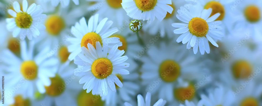 Fototapeta premium texture background flowers chamomile white top view summer daisy