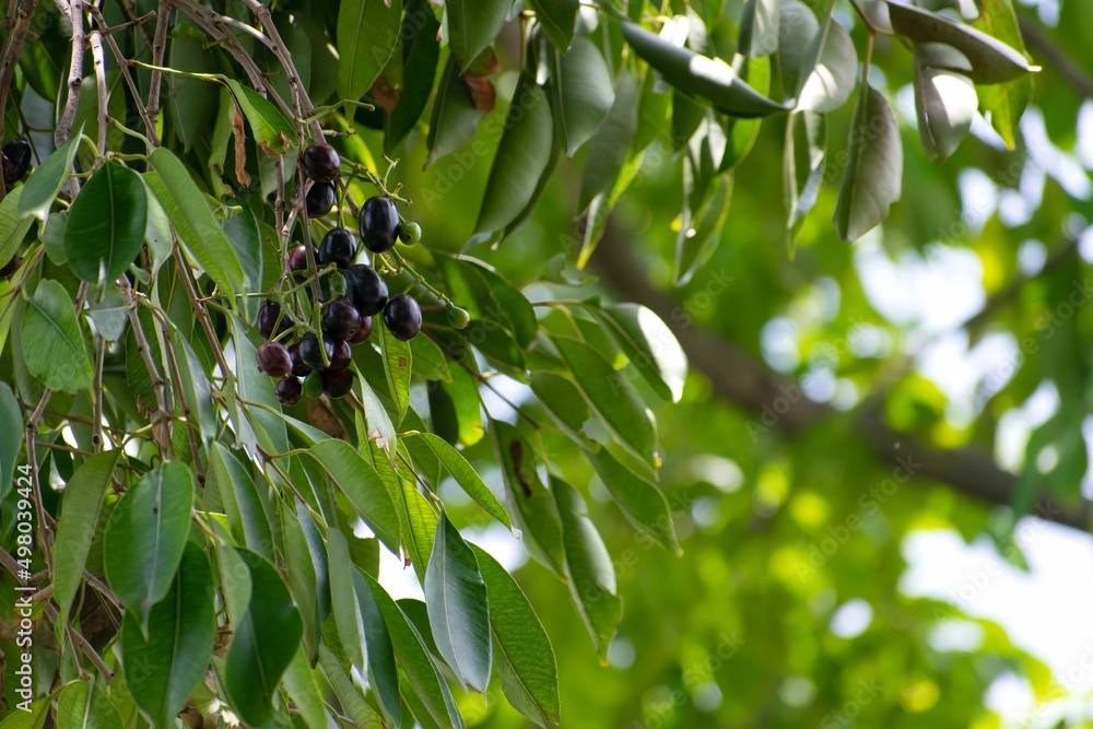 A picture of bunch of java plums (jamun) hanging on its tree. It is ...