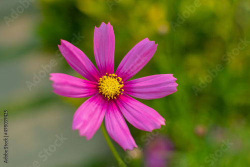 Pink cosmos flower  Cosmos Bipinnatus  with blurred background soft focus