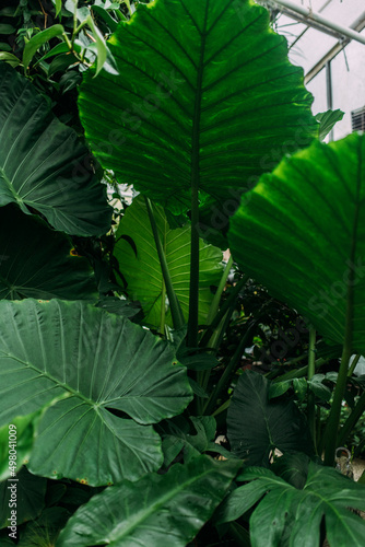 Riesenblättriges Pfeilblatt in schönem Grün mit glänzenden Blättern und schöner Struktur vertikal