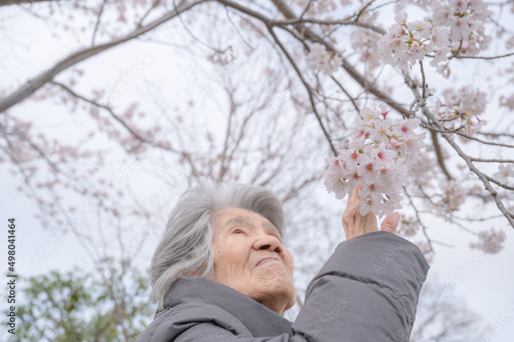 高齢者と桜イメージ 高齢者と桜イメージ