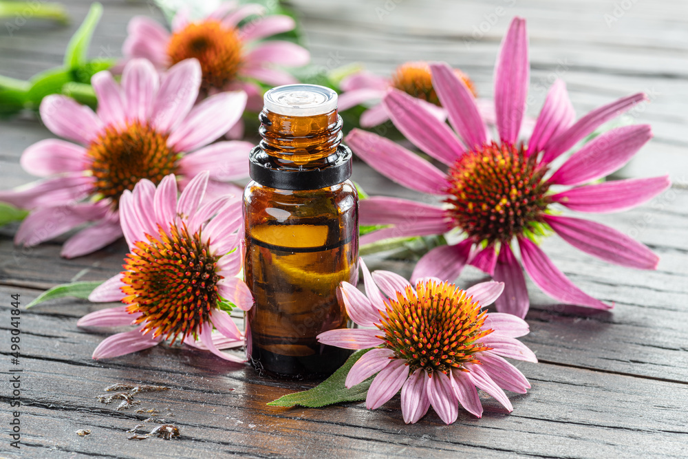 Blooming coneflower heads and bottle of echinacea oil on wooden background close-up. - obrazy, fototapety, plakaty 