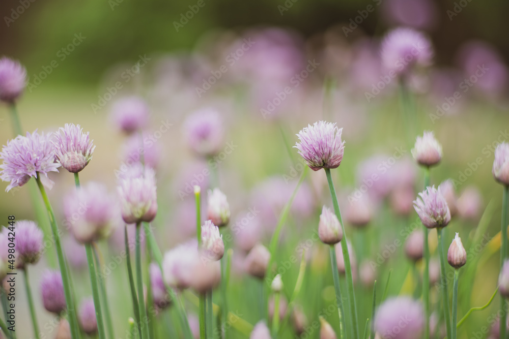 Allium blooming purple onion plant. Nature background.