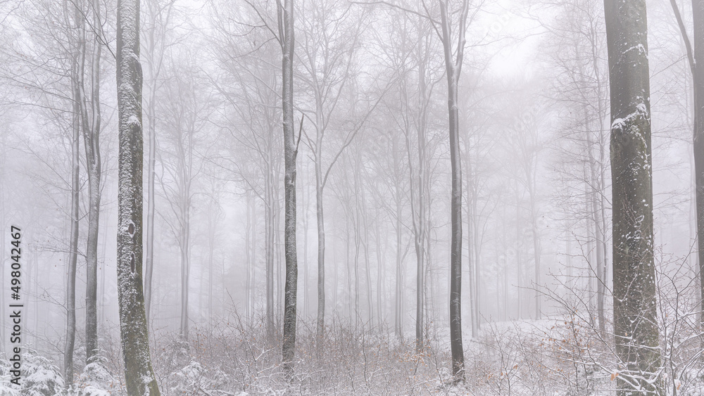 A Winter April Morning in the German Black Forest A Winter April Morning in the German Black Forest