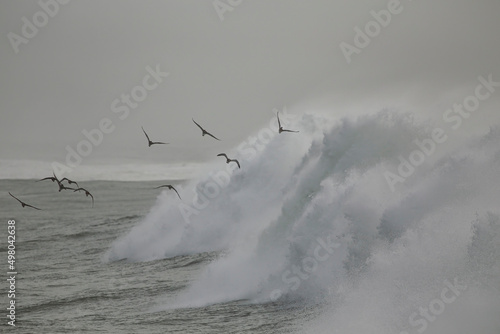 Sandpipers inm flight over waves © Zacarias da Mata