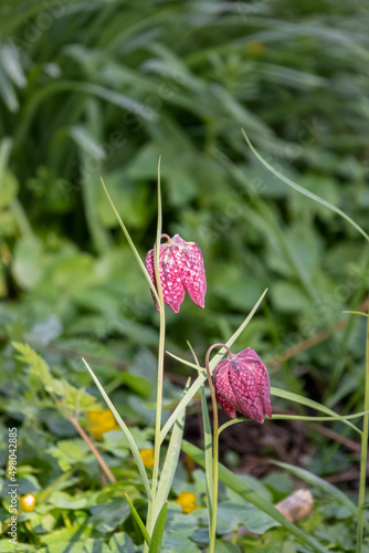 Snake's head fritillary (Fritillaria meleagris) also known as chess flower, frog-cup, guinea-hen flower, guinea flower, leper lily, lazarus bell, chequered lily, chequered daffodil and drooping tulip