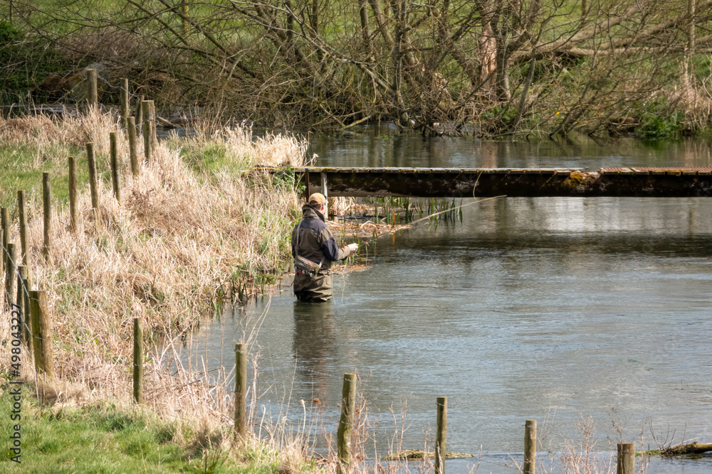 a man in chest waders stands in the river Avon, Wiltshire fly fishing for brown trout