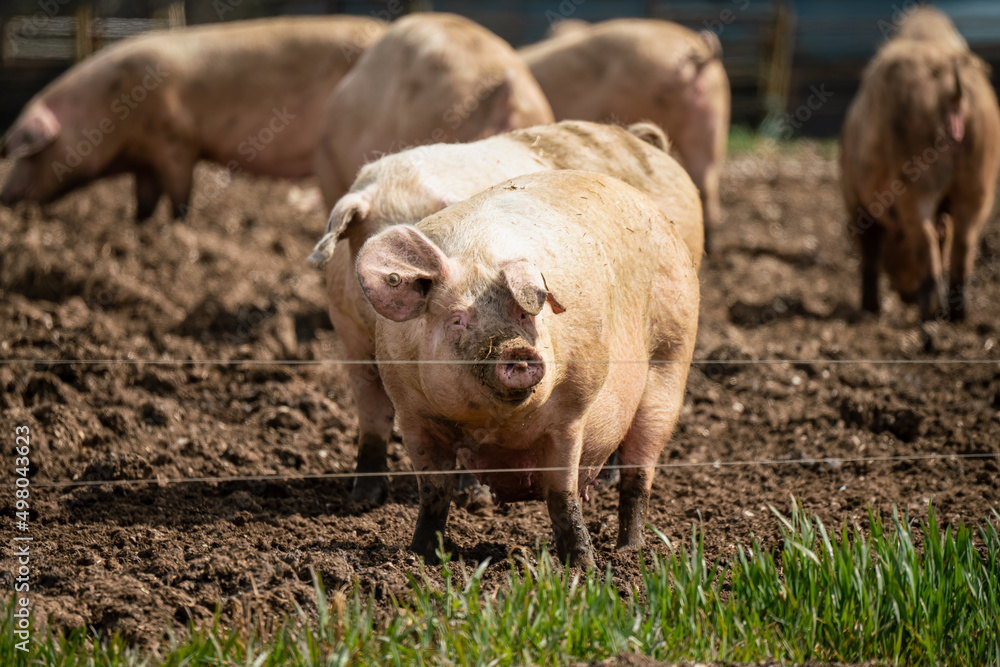 free range landrace pig at large on a sunny day free range landrace pig at large on a sunny day