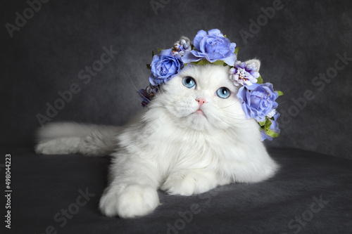 beautiful white cat with blue eyes lying down in a flower crown