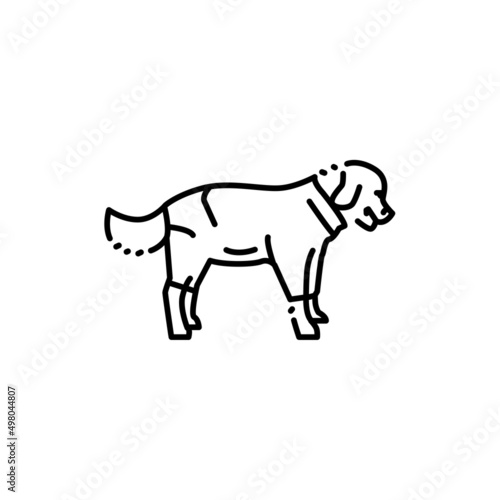 Golder retriever wearing raincoat color line icon. Pictogram for web page