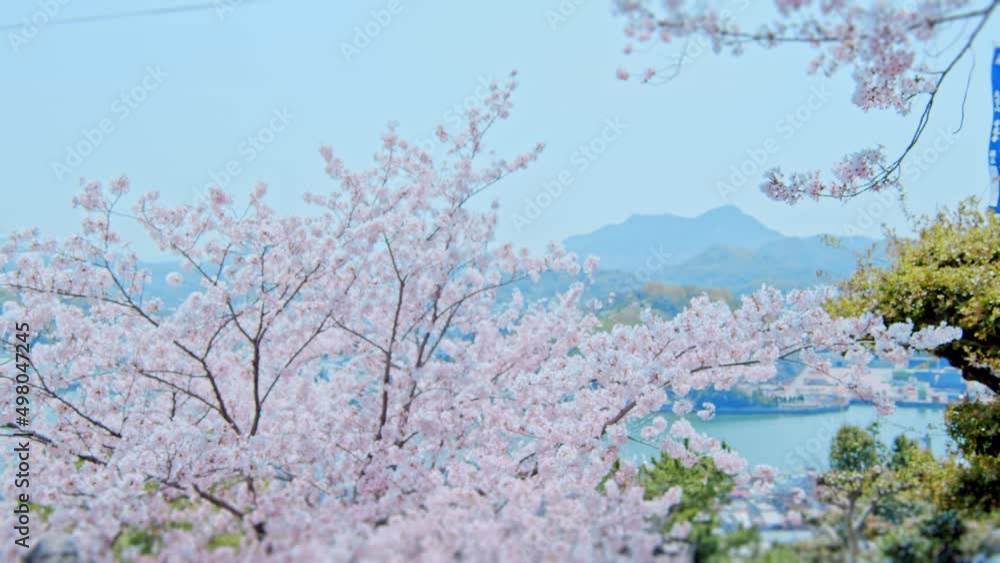 春の桜吹雪　桜の花びらが舞い散る尾道水道の景色