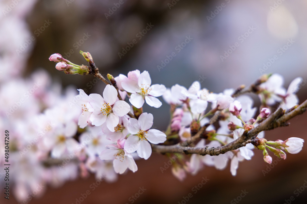 Obraz premium とても美しい日本の桜