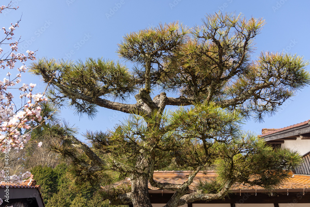 とても美しい日本の桜 とても美しい日本の桜