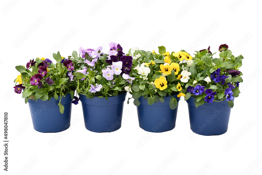 Beautiful mix pansy viola flower in tricolor, white, yellow and violet or purple growing in blue pot on White background and clipping path.  Idea plant to put in garden or balcony , 