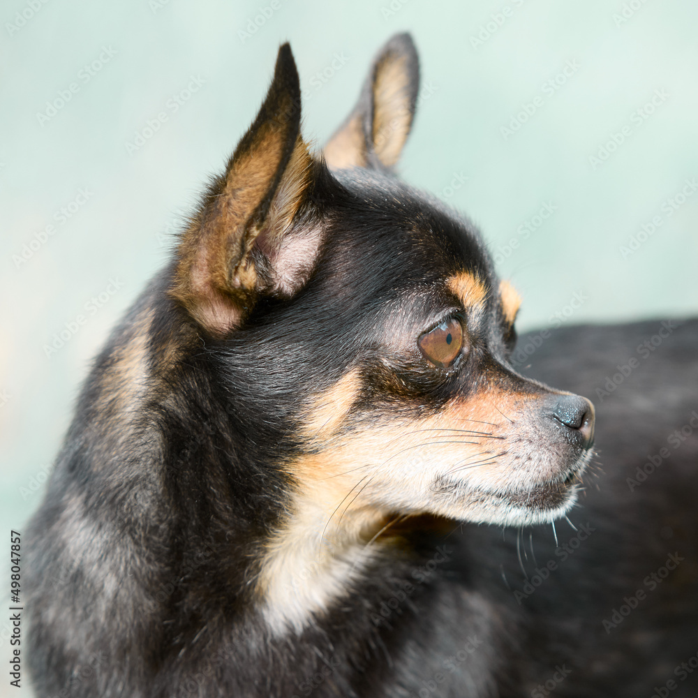 Closeup of shorthaired young black chihuahua