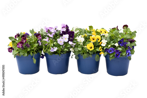 Beautiful mix pansy viola flower in tricolor, white, yellow and violet or purple growing in blue pot on White background and clipping path.  Idea plant to put in garden or balcony ,  © Pranee PhotoSpace