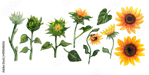 watercolor big set of sunflower flowers isolated on white background
