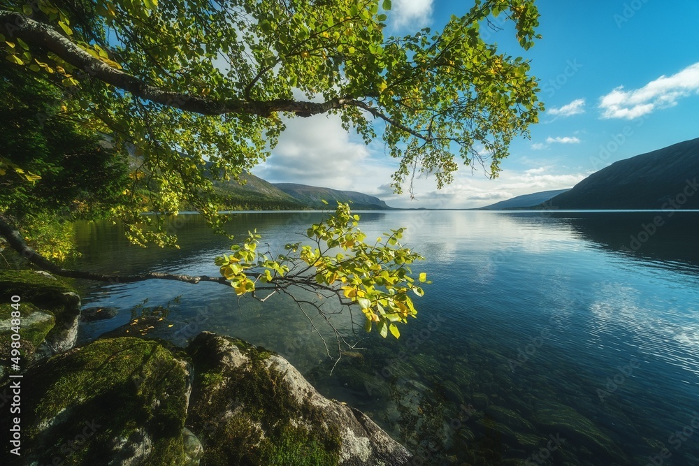 Fototapeta premium lake in the forest