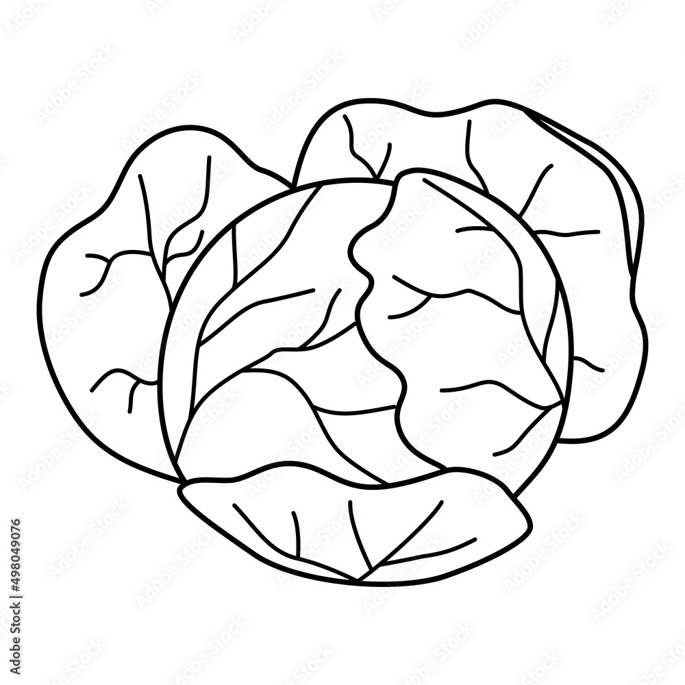 Cabbage head in cartoon style. Black and white vector illustration for coloring book Cabbage head in cartoon style. Black and white vector illustration for coloring book