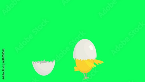video animation of a chicken with half an egg shell on its head running back and forth , seamless loop on a green chroma key background. panic in the coop