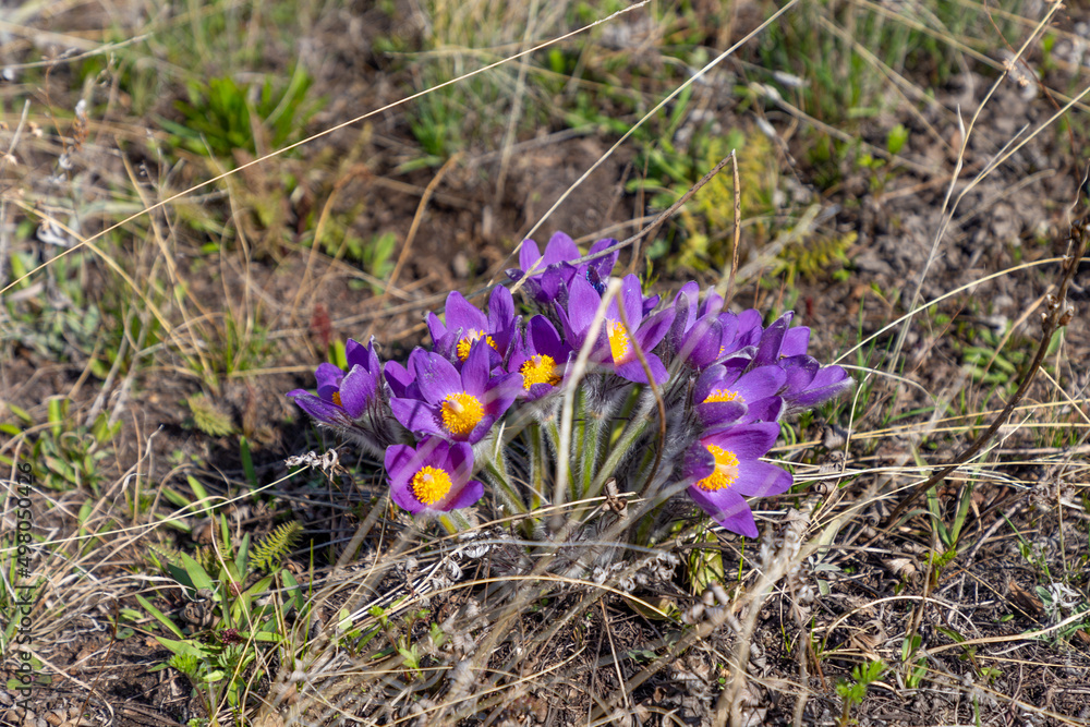 The first flowers (pasqueflower) on the Guberlinsky mountains. Orenburg region, Southern Urals, Russia The first flowers (pasqueflower) on the Guberlinsky mountains. Orenburg region, Southern Urals, Russia