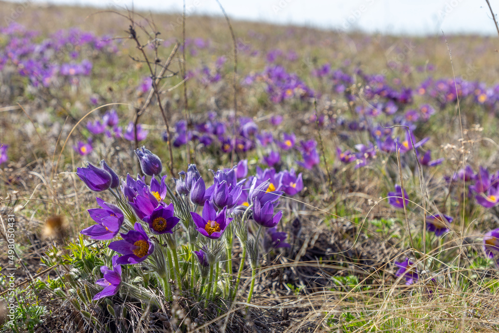 Naklejka premium The first flowers (pasqueflower) on the Guberlinsky mountains. Orenburg region, Southern Urals, Russia