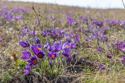 The first flowers (pasqueflower) on the Guberlinsky mountains. Orenburg region, Southern Urals, Russia