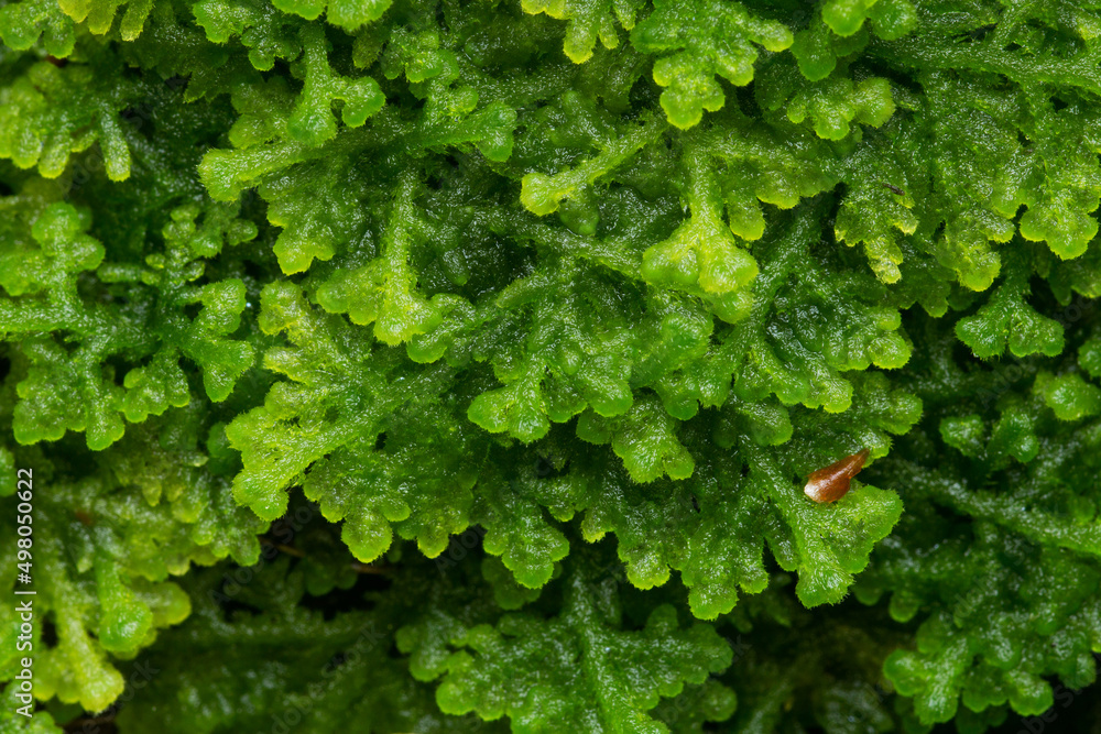 Close-up of a greenish Trichocolea tomentella growing in an old-growth boreal forest in Estonia, Northern Europe