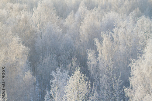 White forest in winter © lijphoto