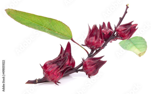 Hibiscus sabdariffa or roselle fruits isolated on white background