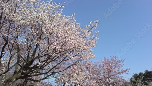 Wallpaper Mural 東京都新宿区にある新宿御苑に咲く満開の桜の景色 Torontodigital.ca