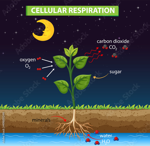 Diagram showing cellular respiration in plant