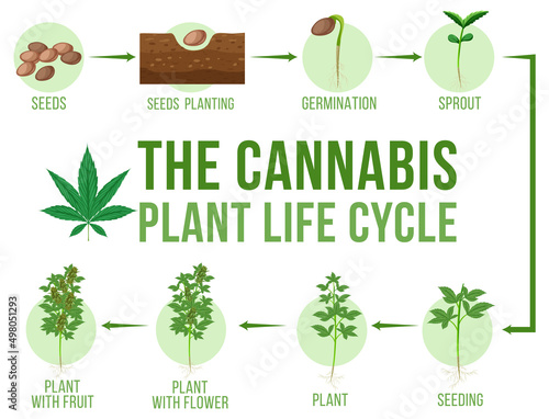 Cannabis plant life cycle
