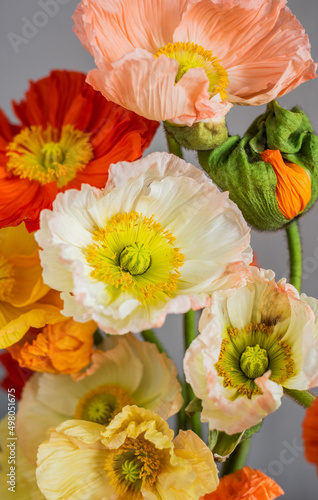 Mohnblumen in verschiedenen Farben